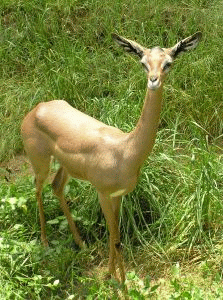 Gerenuk