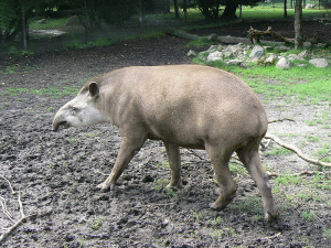 Tapir anta - Tapirus terrestris