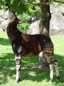 Okapi