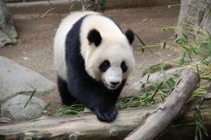 Panda wielka - Ailuropoda melanoleuca
