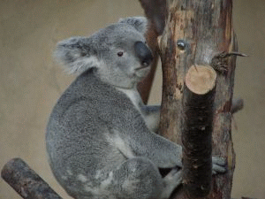 Koala