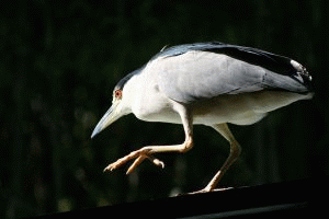 Ślepowron - nycticorax nycticorax