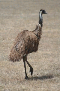 Emu