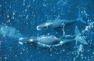 Wieloryb grenlandzki