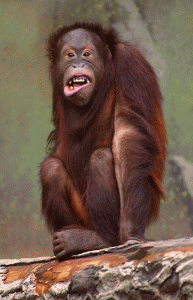 Orangutan borneański