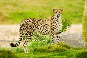 Gepard