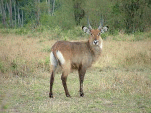 Kob śniady