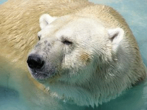 Niedźwiedź polarny -Ursus maritmu