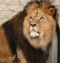 Lew - Panthera leo