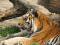 Tygrys - Panthera tigris