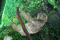 Leniwiec trójpalczasty