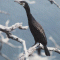 Kormoran czarny - Phalacrocorax carbo