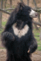 Niedźwiedź himalajski - Ursus thibetanus