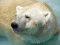 Niedźwiedź polarny  -Ursus maritmu