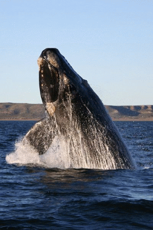 Wal szary