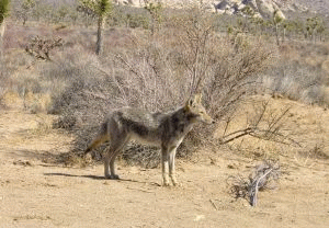 Kojot