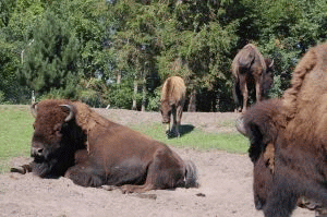 Żubr - Bison bonasus