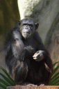 Szympans zwyczajny