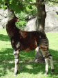 Okapi