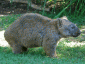 Wombat tasmański