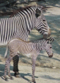 Zebra Grevy'ego