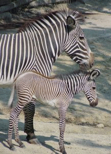 Zebra Grevy'ego